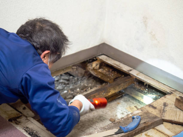 Best Black Mold Removal  in Arthur, IL