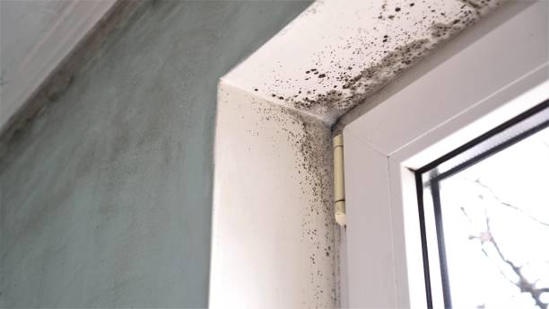 Best Mold Removal Process  in Arthur, IL
