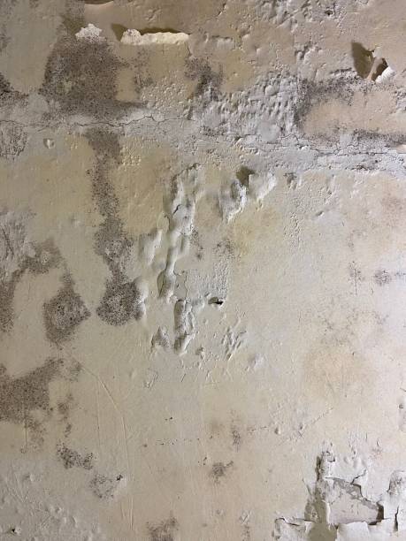 Best Office Mold Removal Services  in Arthur, IL