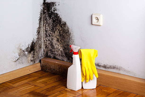 Best Home Mold Removal  in Arthur, IL