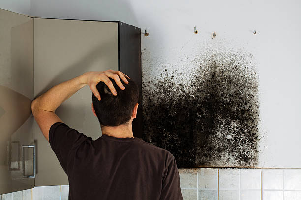 Best Toxic Mold Removal  in Arthur, IL