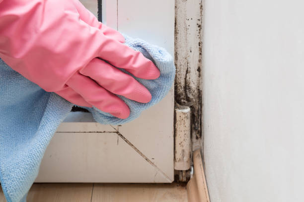Mold Removal Process in Arthur, IL